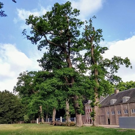 Bomen bij paleis het Loo Anton Dekker website