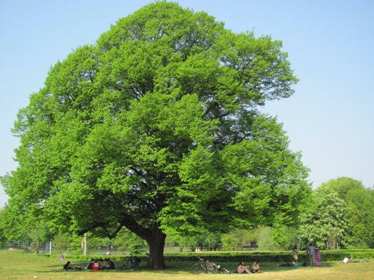 onderdeboomkl