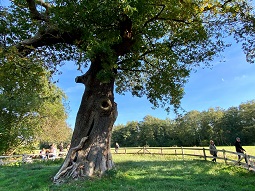 Langs monumentale bomen Amsterdam 255x255