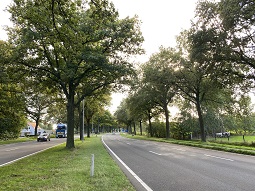 Laanbomen Leersum