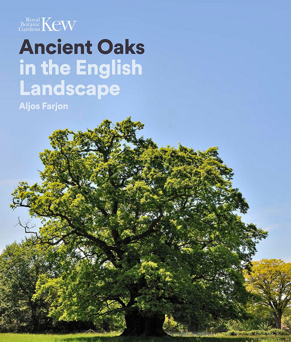ancient oaks