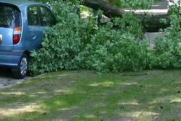 Laanbomen Leersum