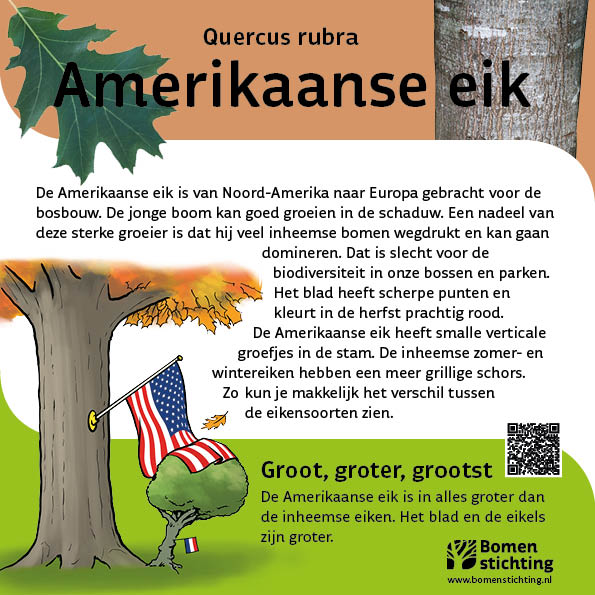 bordje amberboom