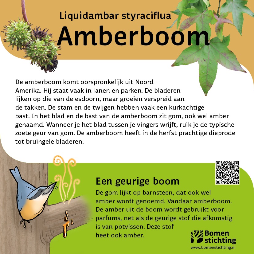 bordje amberboom