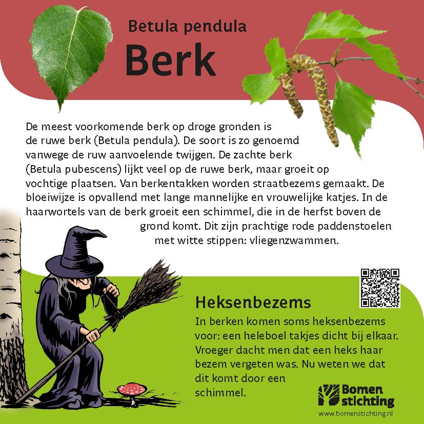 bordje berk