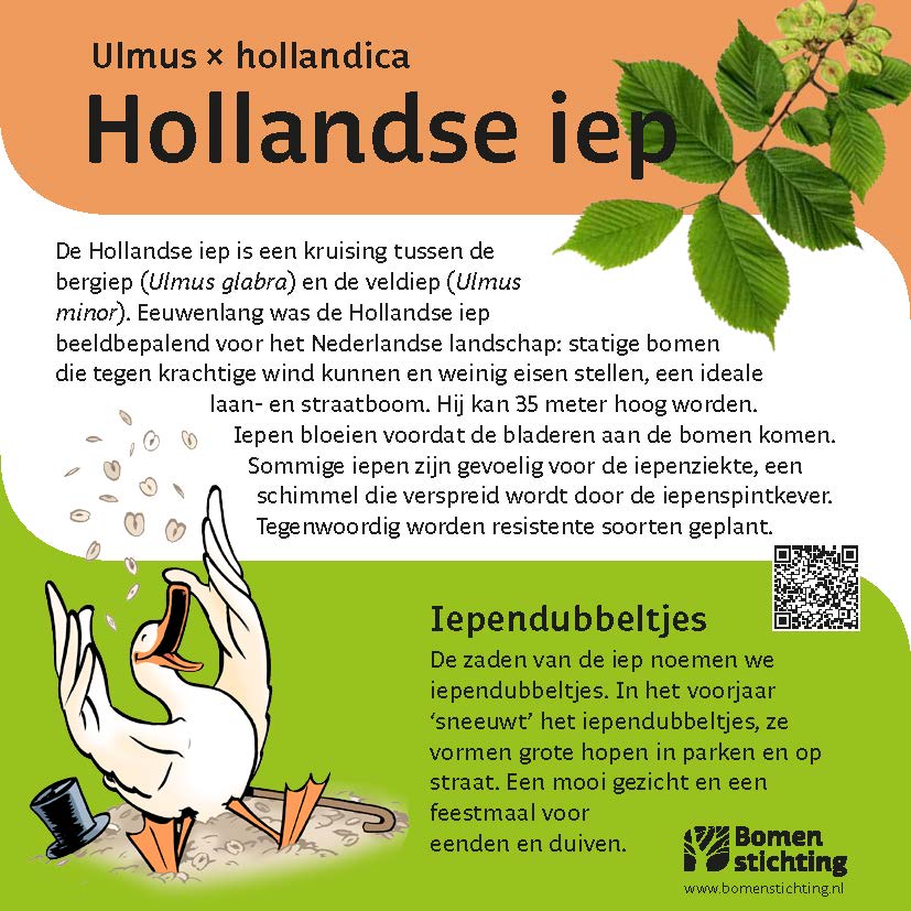 bordje hollandseiep