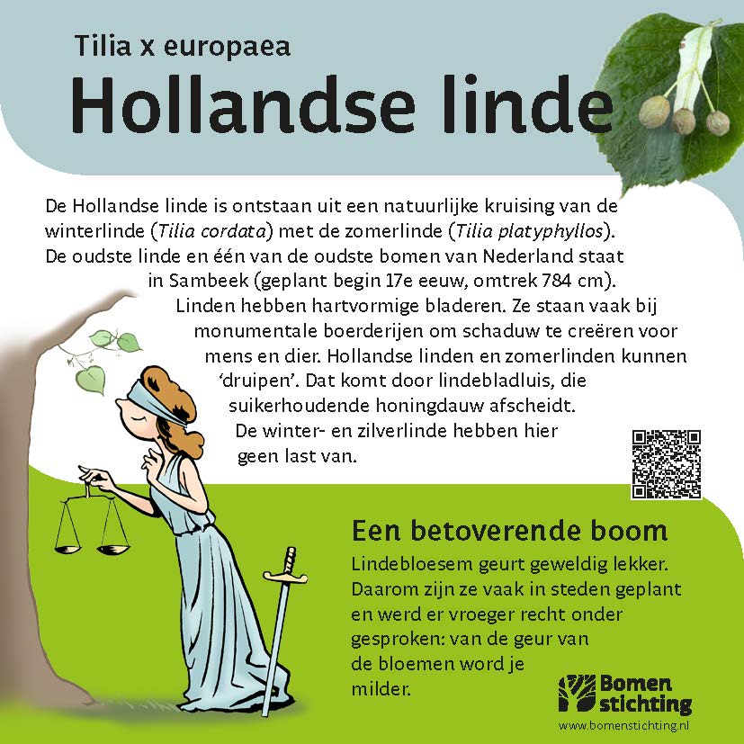 bordje hollandselinde