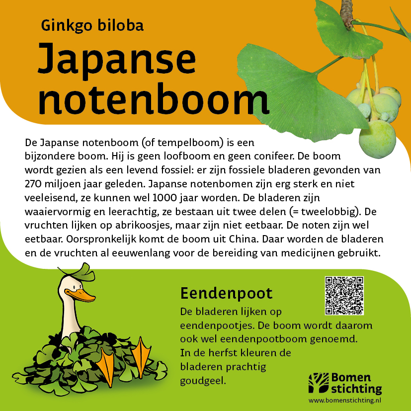 bordje japansenotenboom