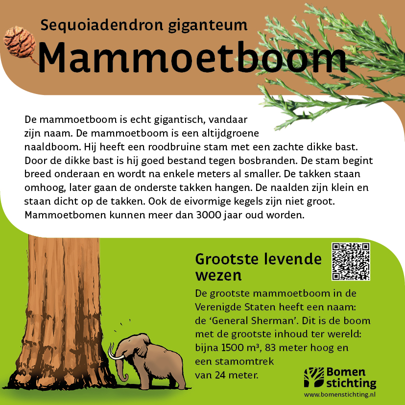 bordje mammoetboom