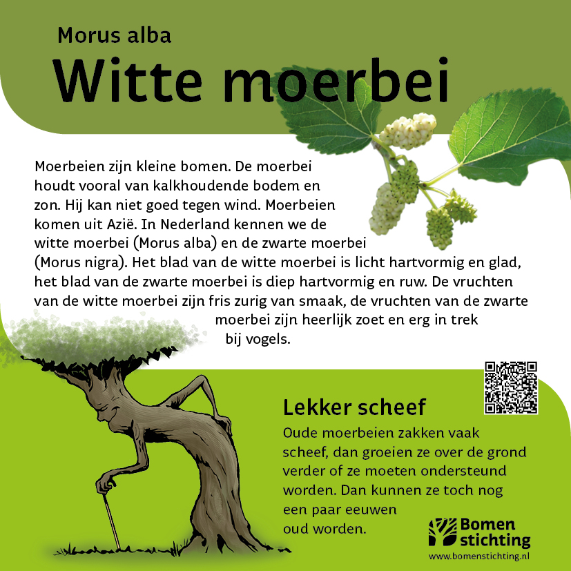 bordje moerbeiwit