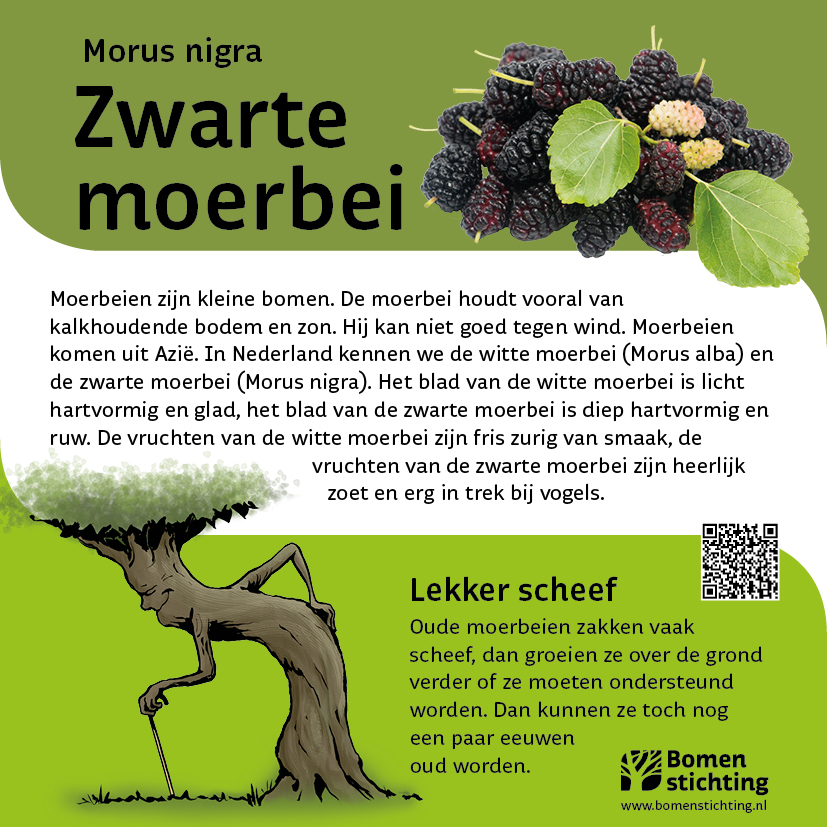 bordje moerbeizwart