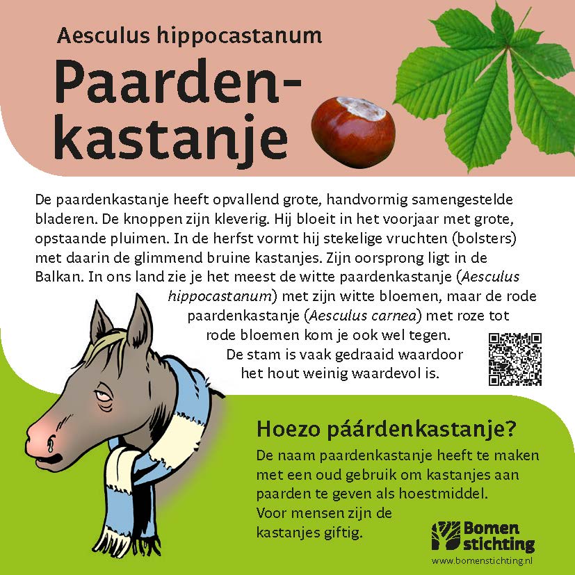 bordje paardenkastanje