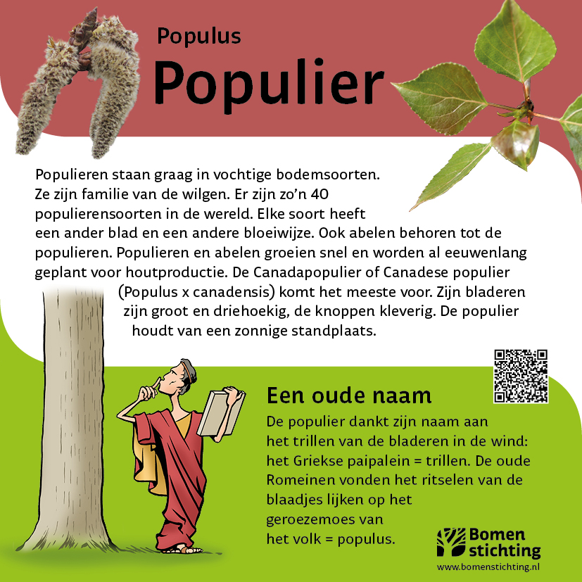 bordje populier