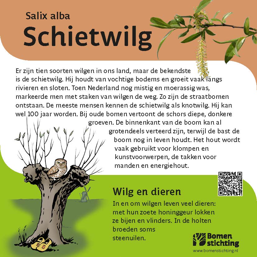 bordje schietwilg