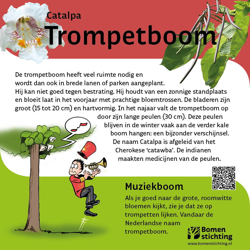 bordje trompetboom