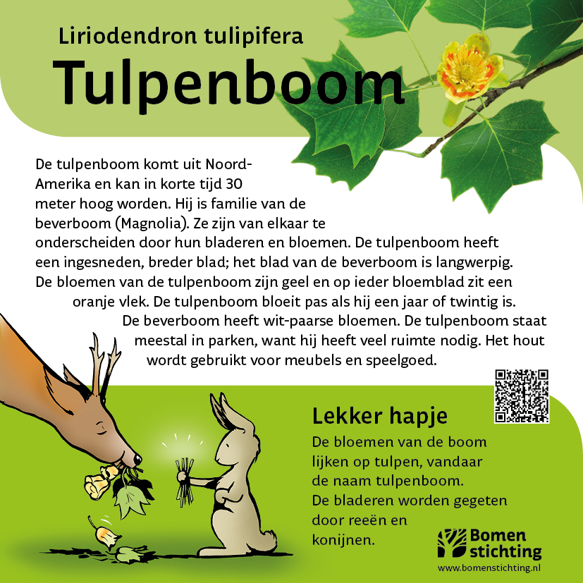 bordje tulpenboom