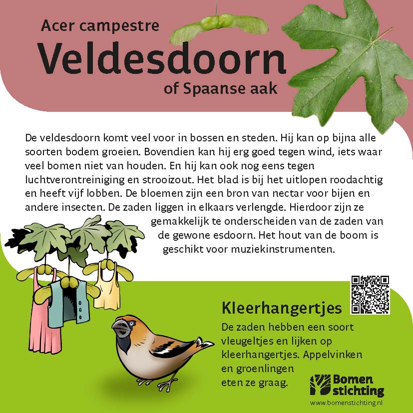 bordje veldesdoorn