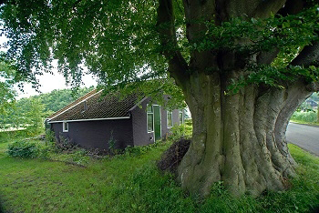 topbomen nl