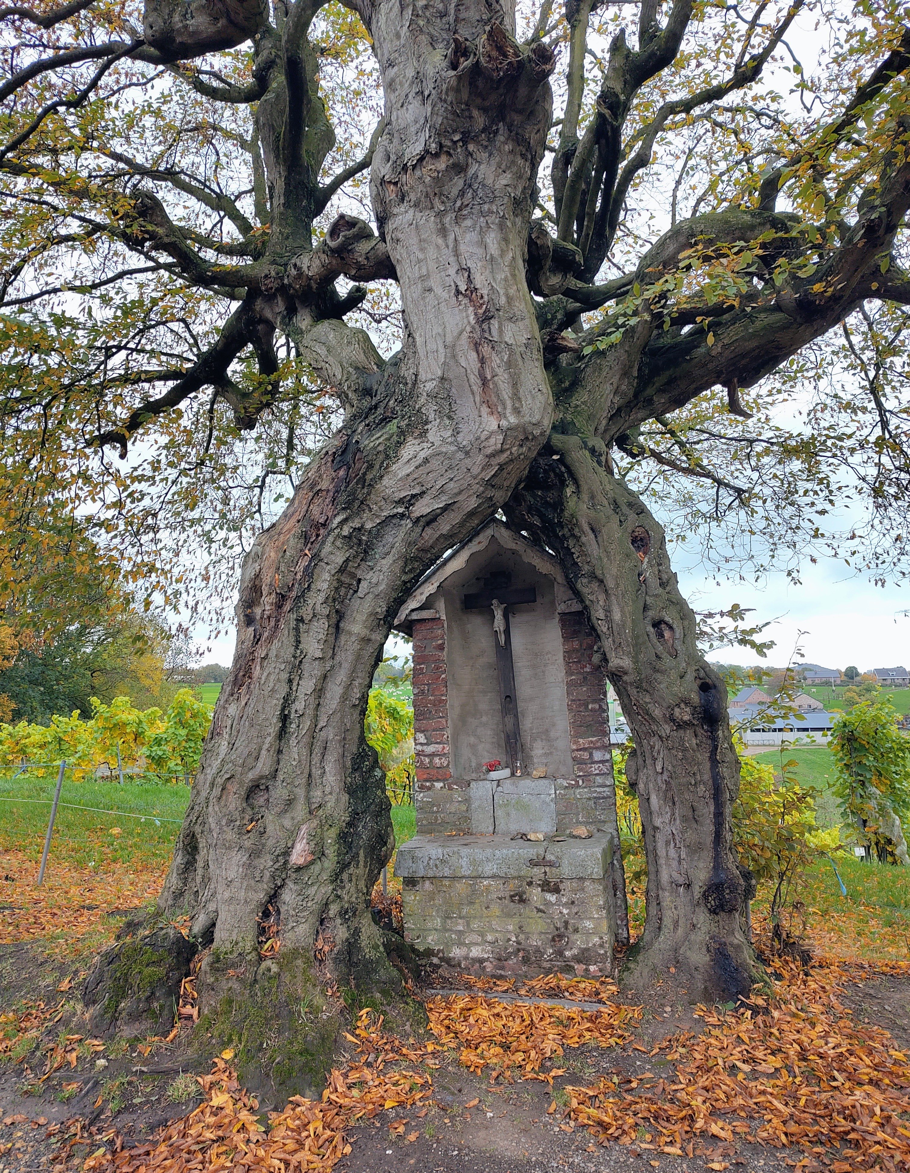 2. De gevlochten haagbeuken de Sonkeu te Melen herfst 2025