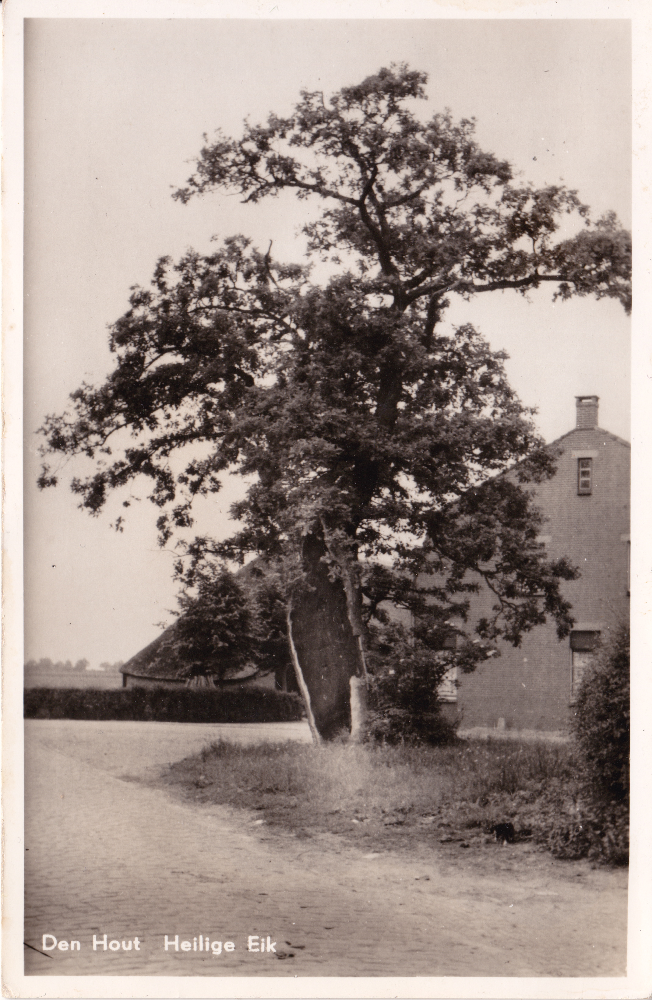 3._Ansichtkaart_Heilige_Eik_rond_1956.jpg