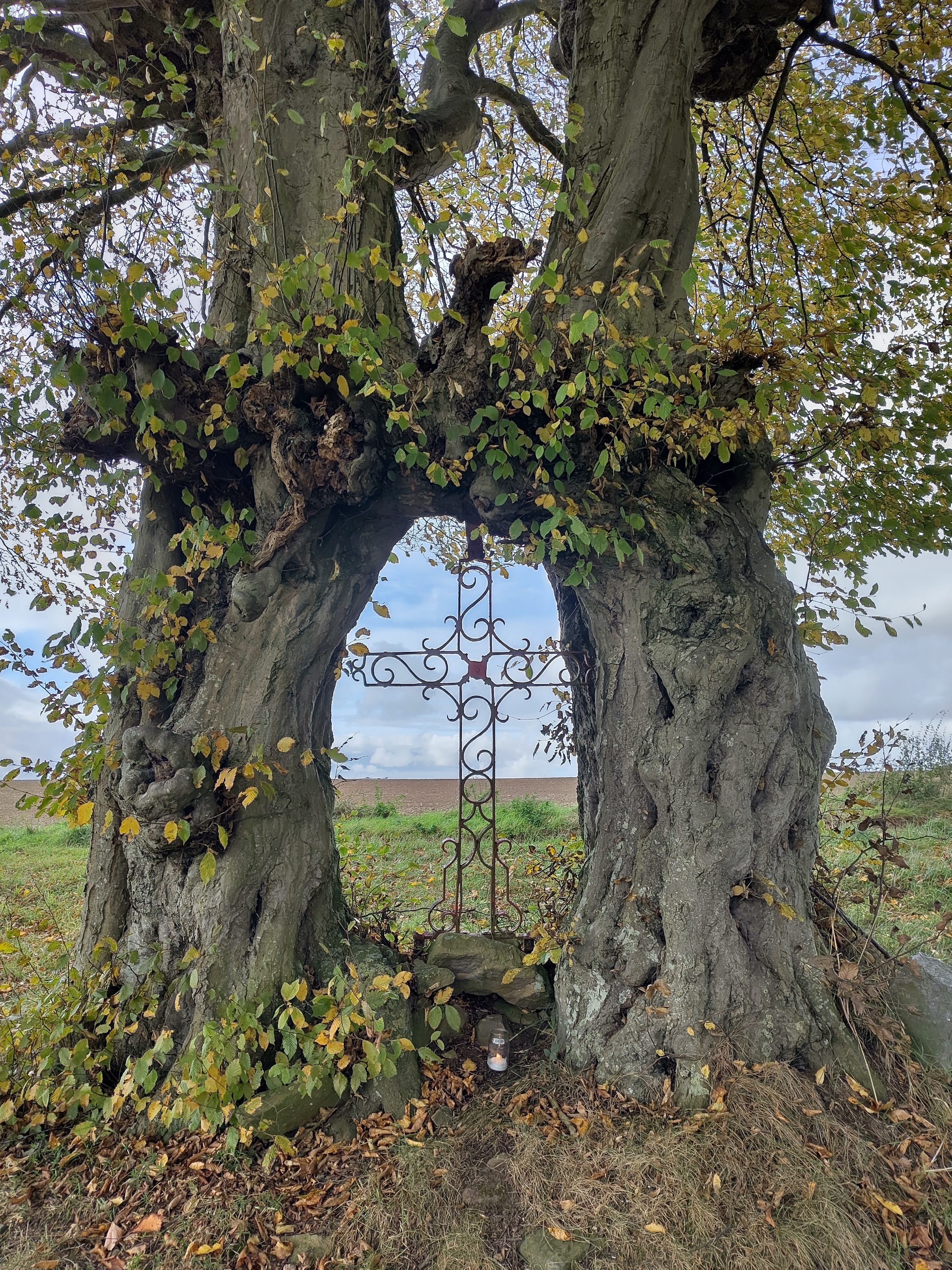 4. Rodje Creu te Tavier herfst 2025