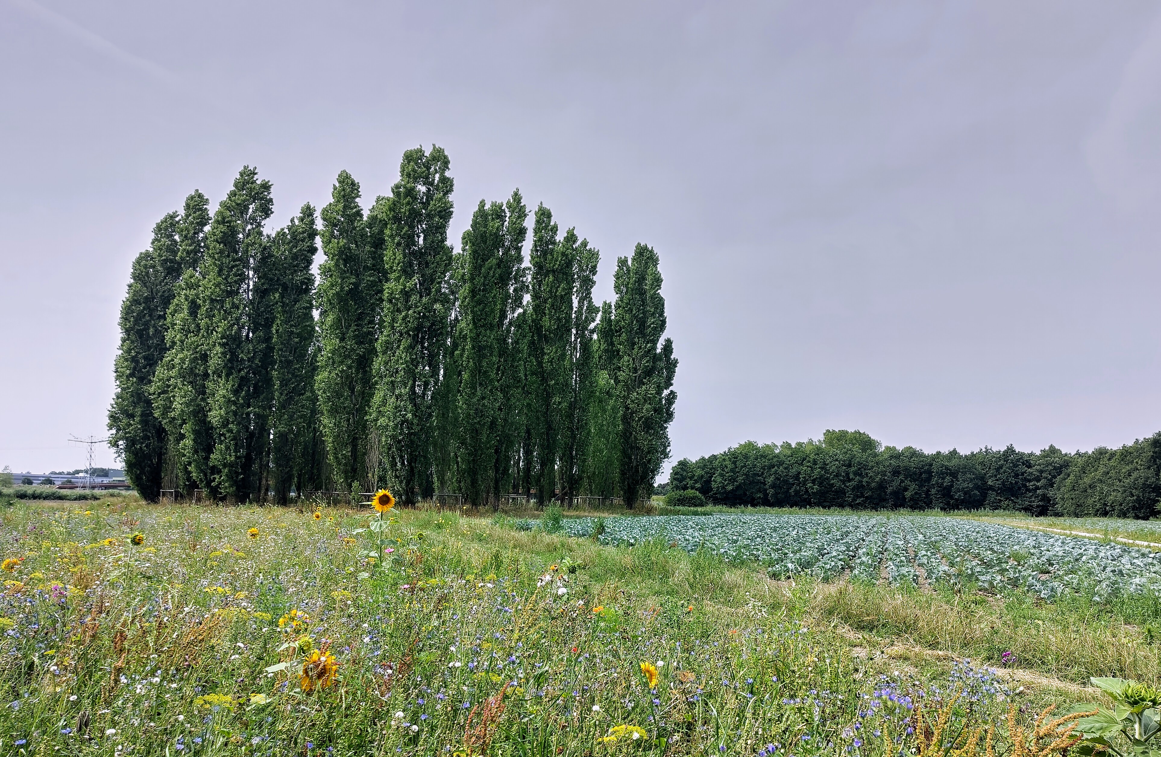 2. De Groene Kathedraal van achter