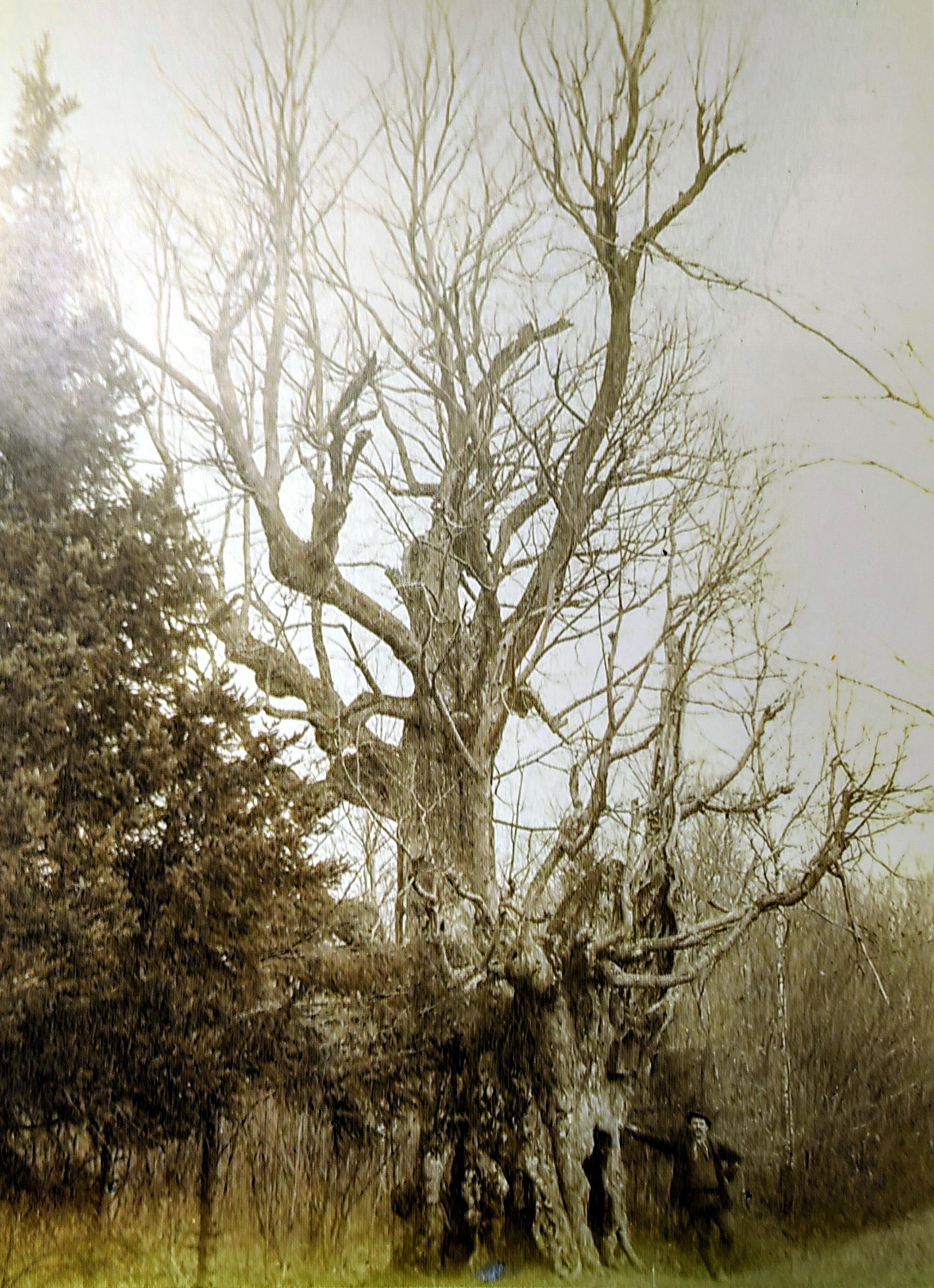 2. Le Sabot de Saint Nicolas in 1900