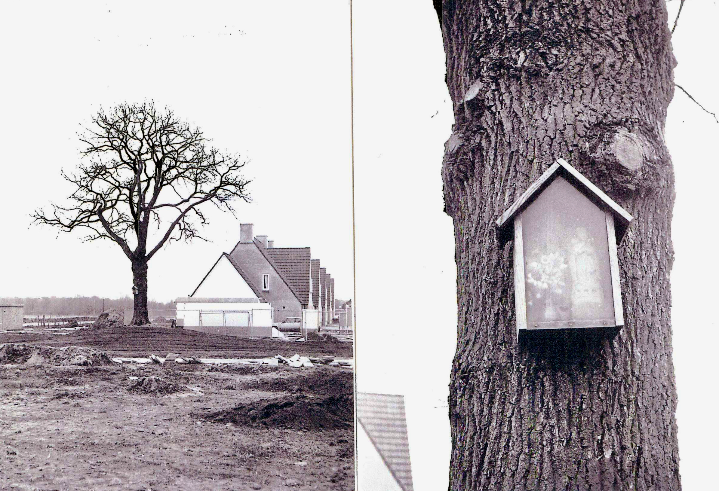 3. De Keskesboom wordt langzaamaan ingebouwd in 1980 Erfgoedvereniging Drijehornick