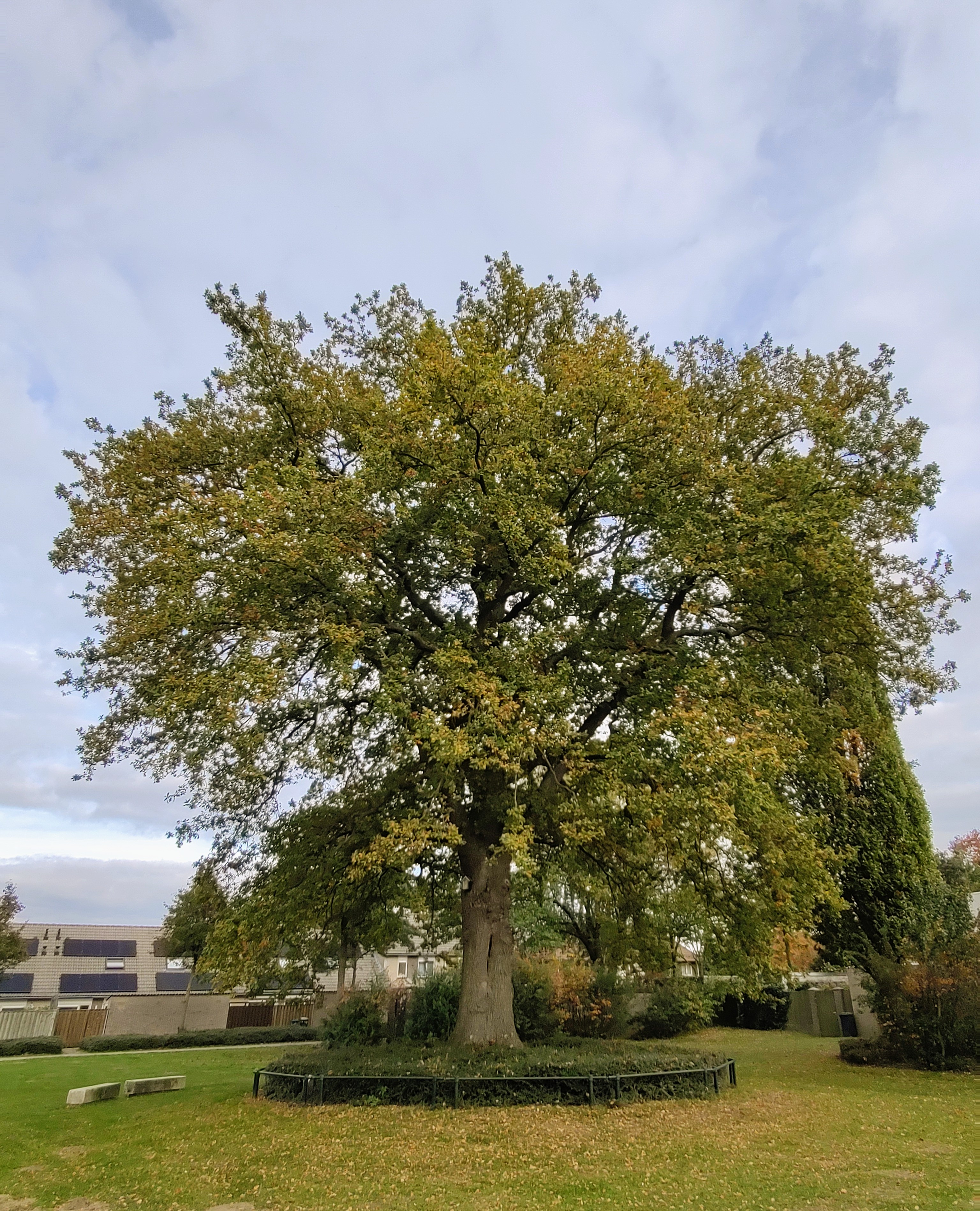 4. De Keskesboom in herfsttooi 2025