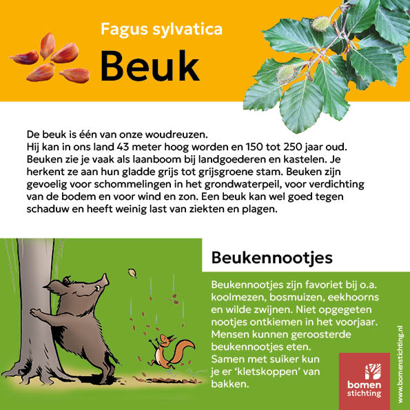 BS Bomenbordje Beuk