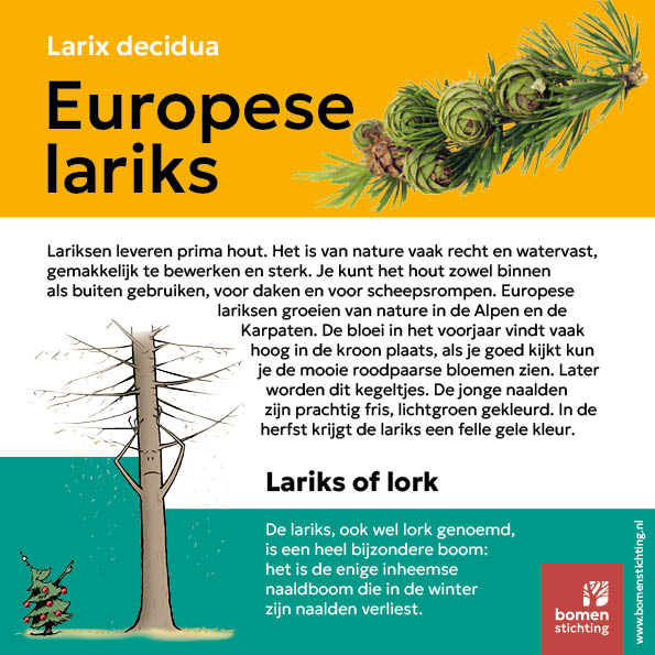 boombordje europese lariks