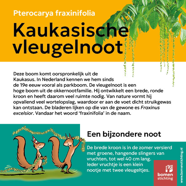 bordje kaukasischevleugelnoot