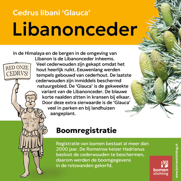 bordje amberboom