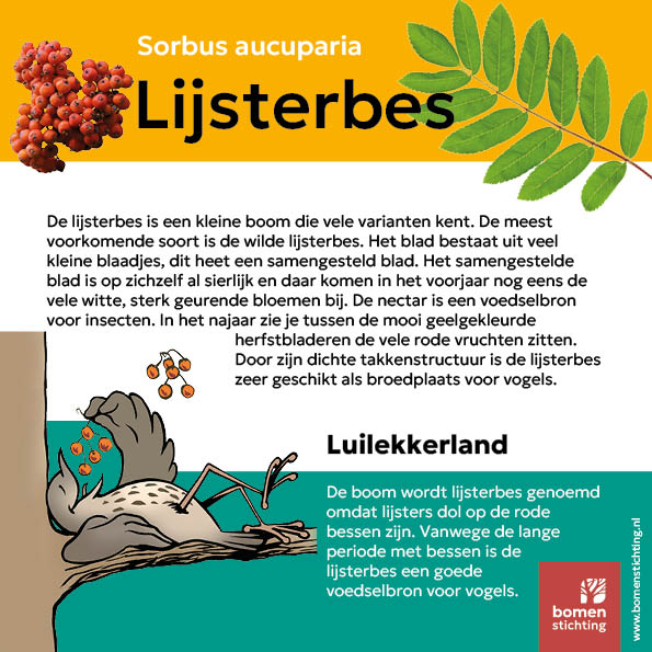 bordje lijsterbes