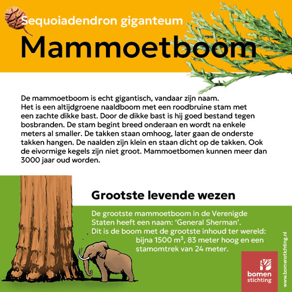 bordje mammoetboom