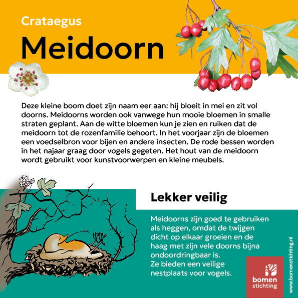 bordje meidoorn