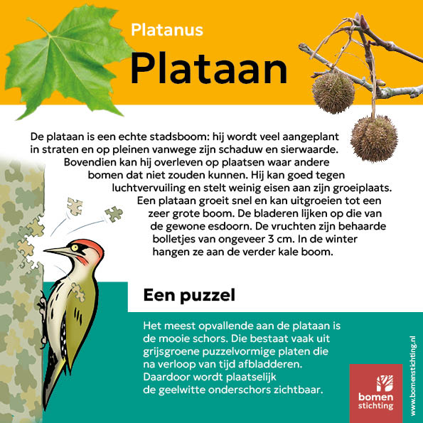bordje plataan