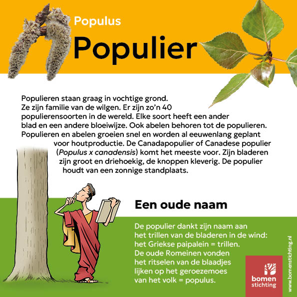 bordje populier