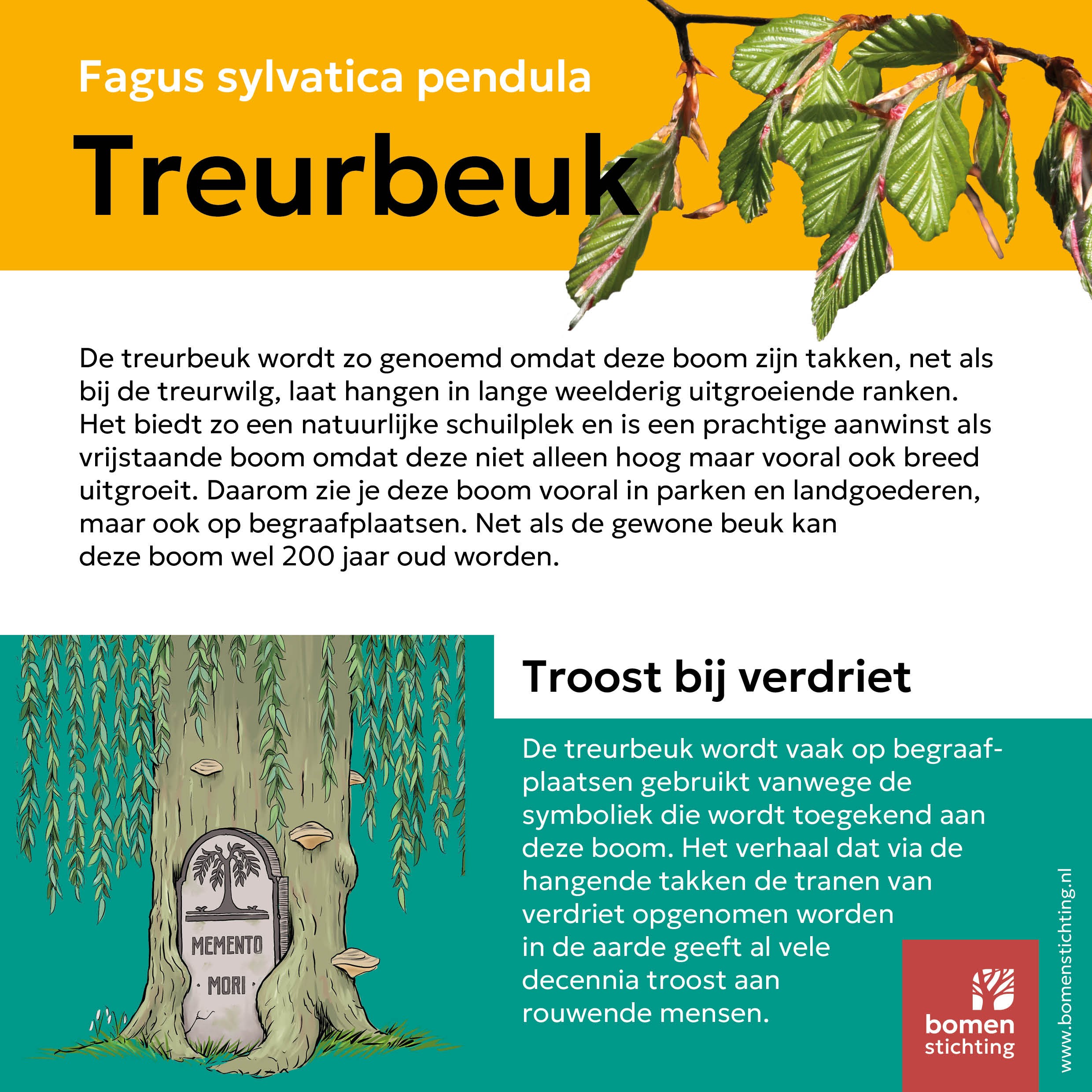 bordje papiermoerbei
