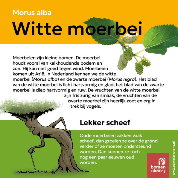 bordje moerbeiwit