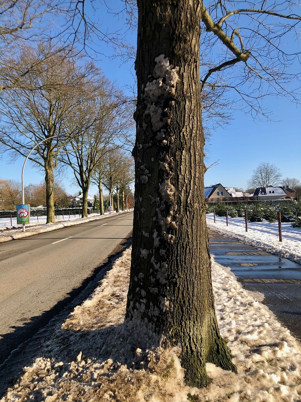 Strooizout en bomen 2