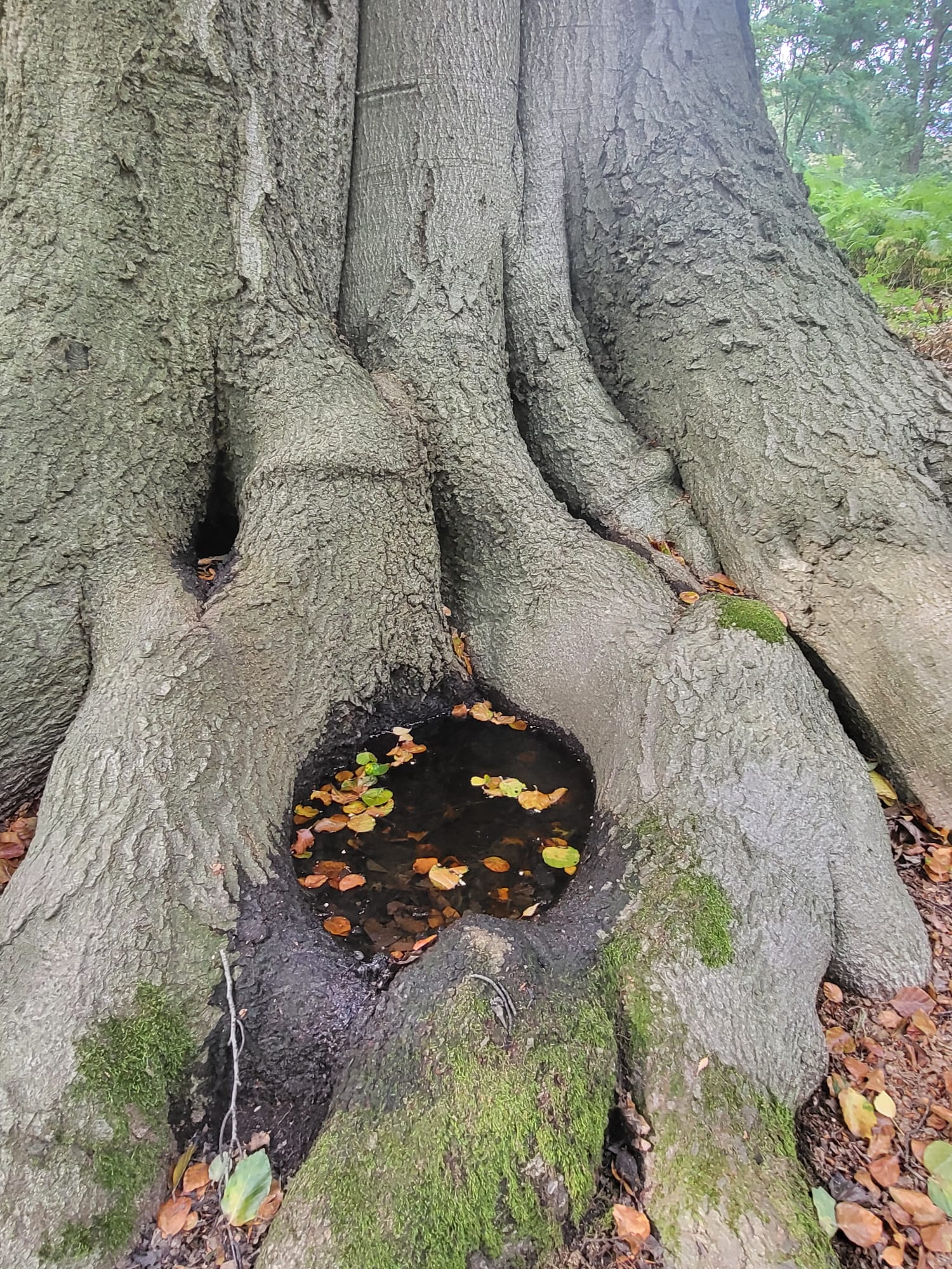 dendrothelme