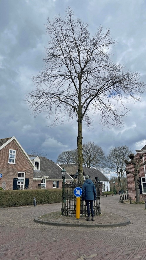 koningslinde soest1