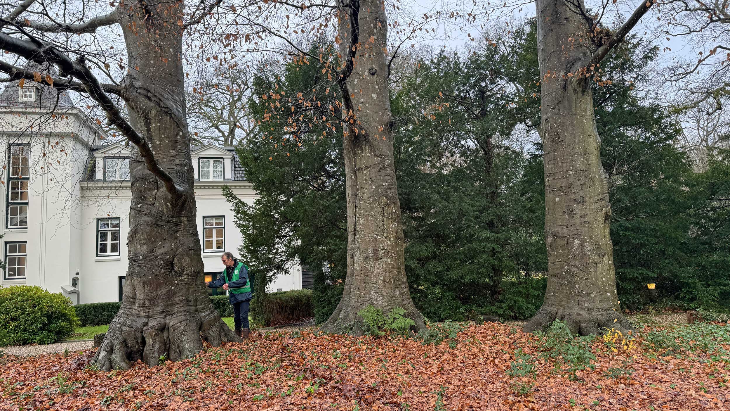 02 bruinebeuken Oranjewoud