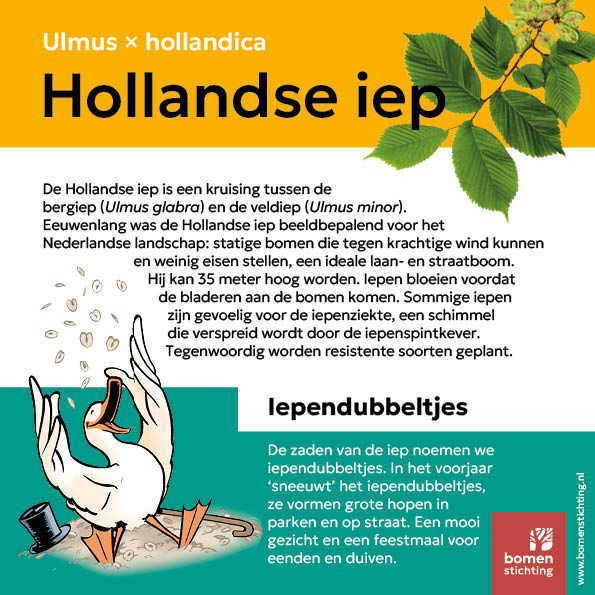BS Bomenbordje Hollandse iep