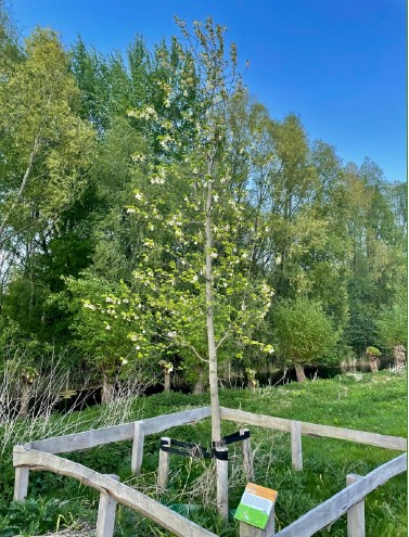 sneeuwklokjesboom1
