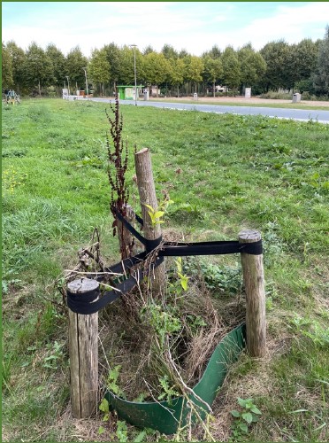sneeuwklokjesboom2