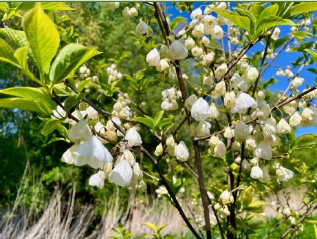 sneeuwklokjesboom3